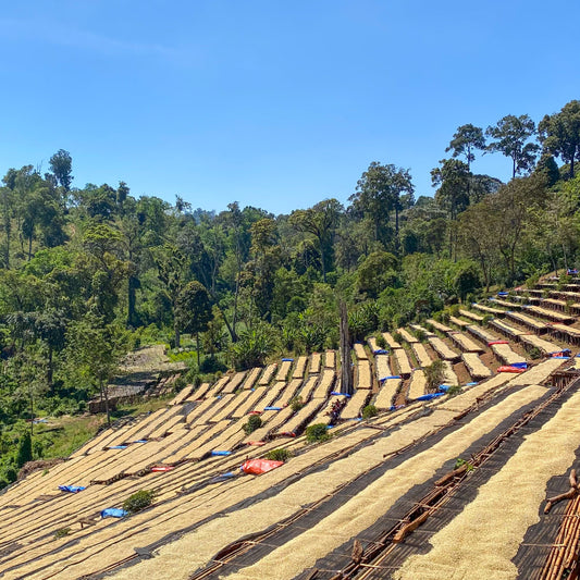 N°49 - Dimtu Shakiso - Éthiopie