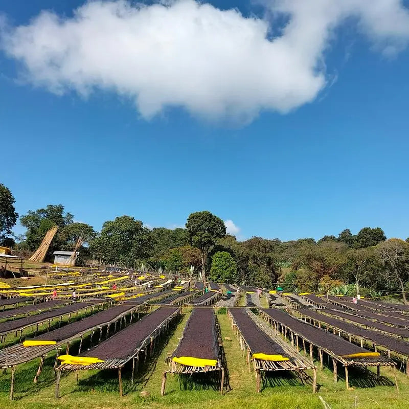 N°65 - Guji Hambela - Éthiopie