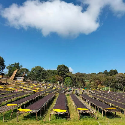 N°65 - Guji Hambela - Éthiopie