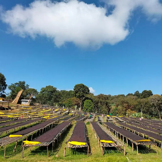 N°65 - Guji Hambela - Éthiopie