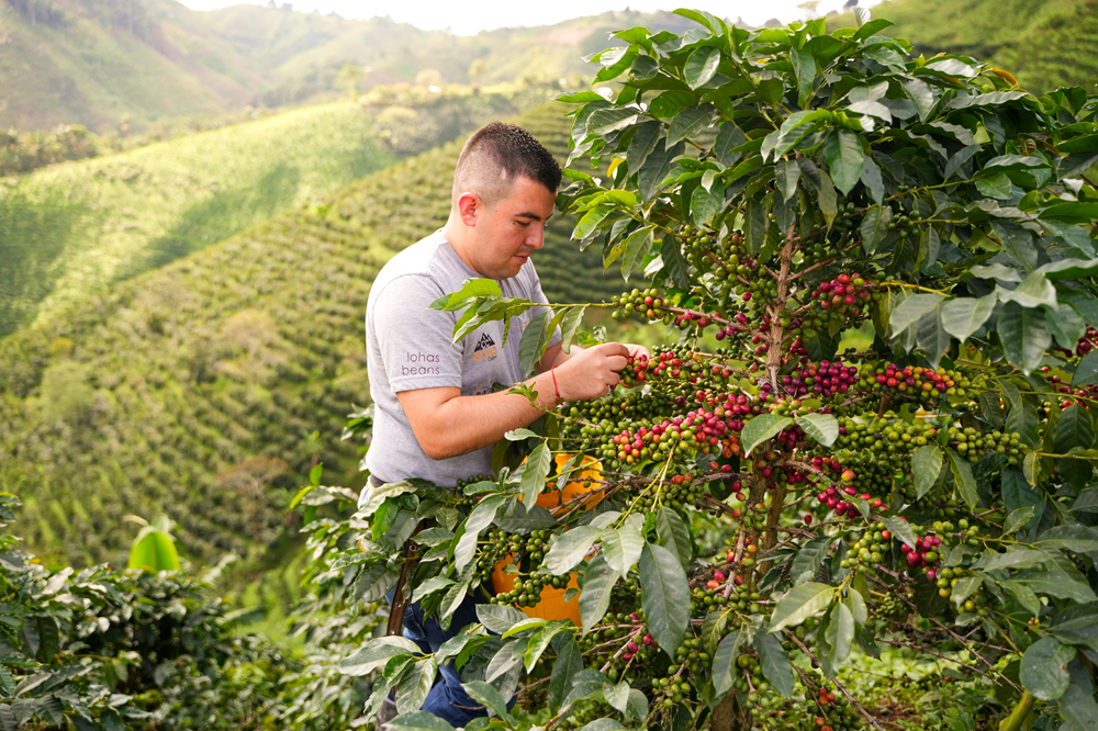 N°50 - Décaf Las Flores - Colombie