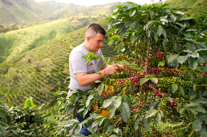 N°50 - Décaf Las Flores - Colombie